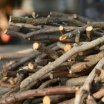 Dried Sticks